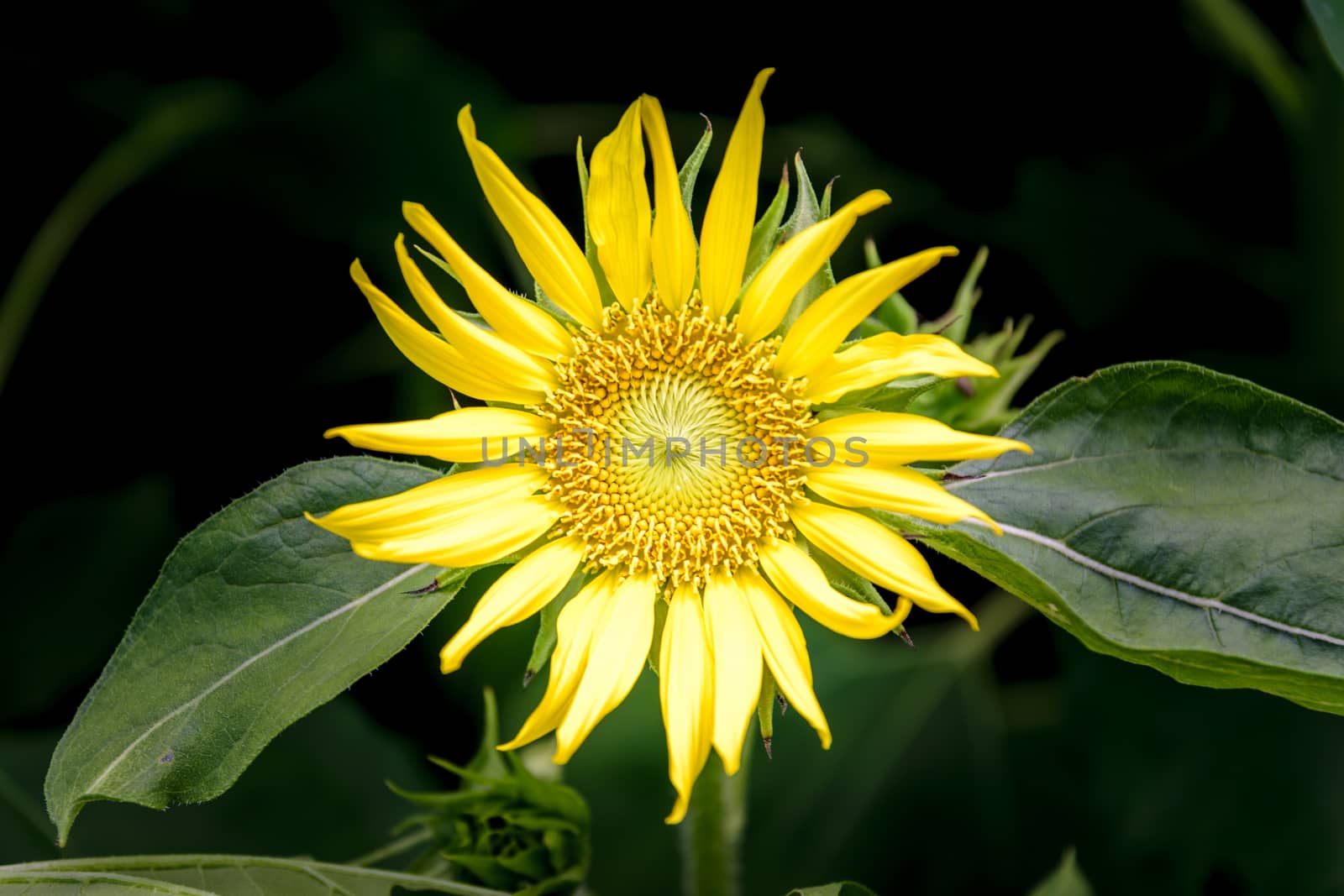 Beautiful sunflower in the garden.