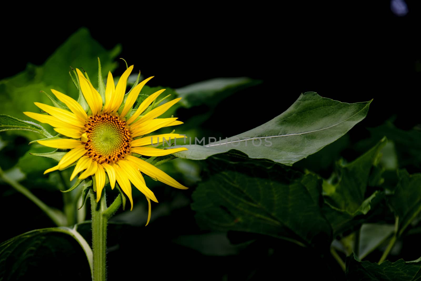 Beautiful sunflower in the garden.