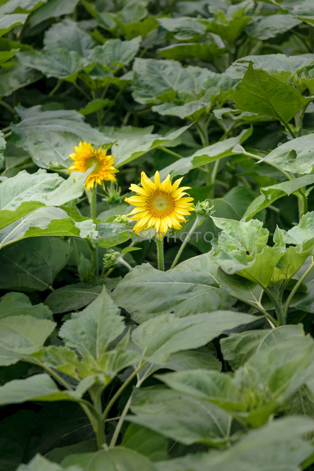 Beautiful sunflower in the garden.