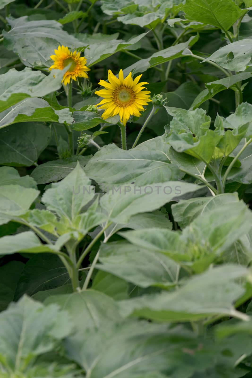 Beautiful sunflower in the garden.