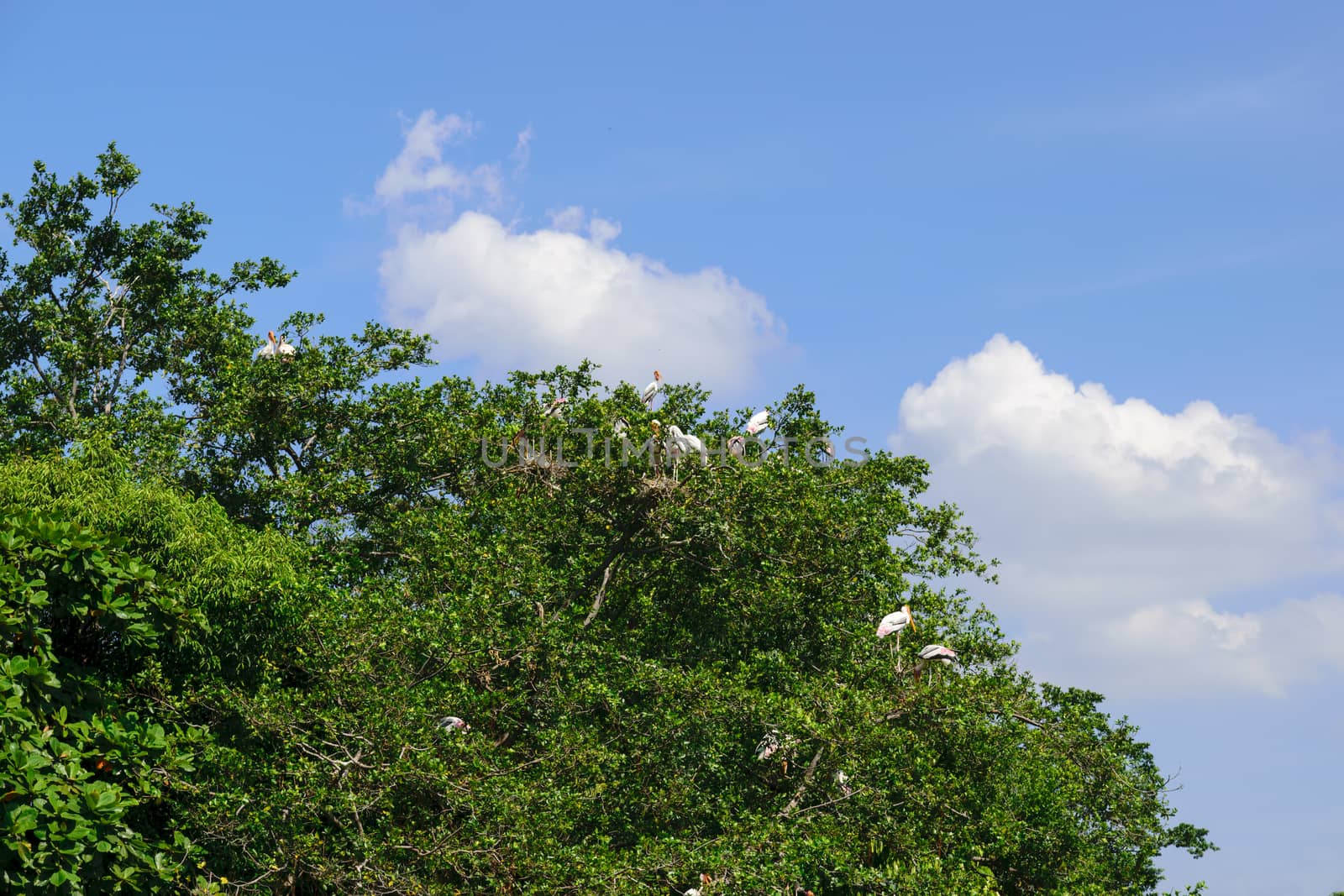 Egret or heron by wattanaphob