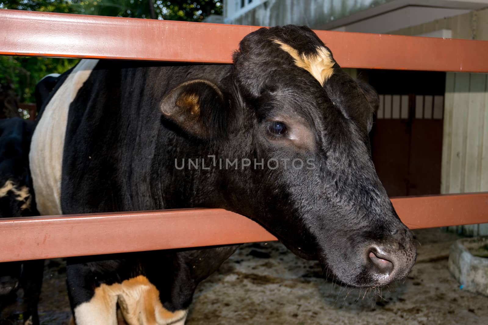 Closeup milk cow in the zoo.