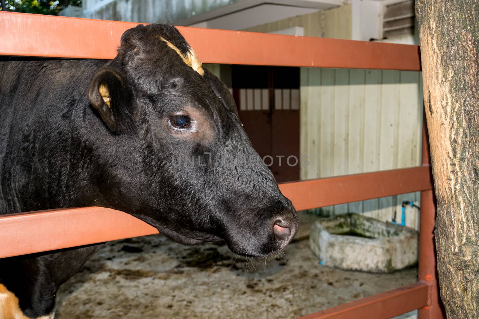 Closeup milk cow in the zoo.