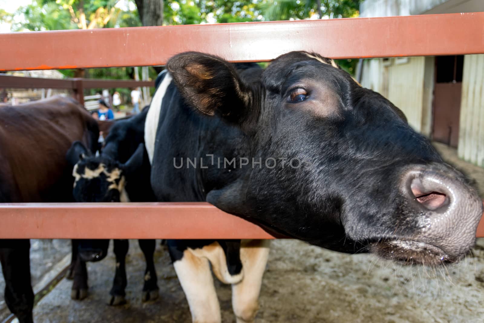 Closeup milk cow in the zoo.