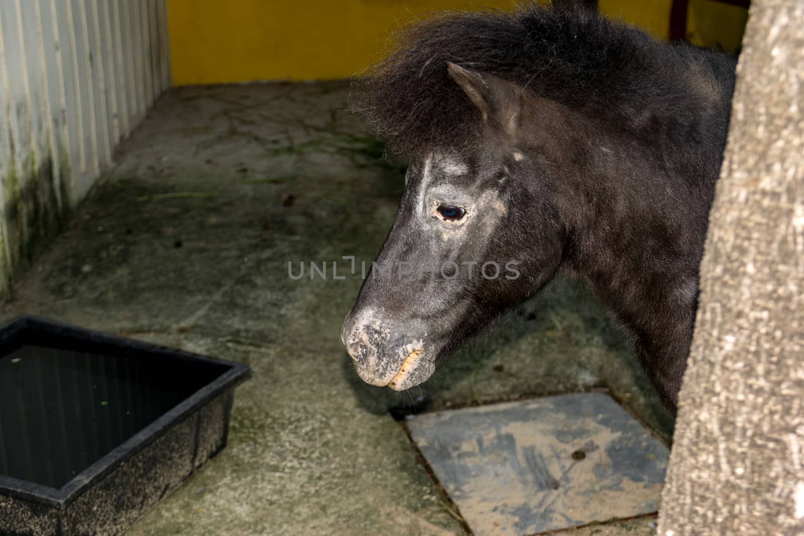 Closeup horse in the zoo. by wattanaphob