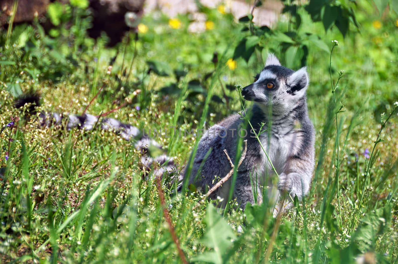 Lemur with black and white ringed tail smelling a flower outside on nature