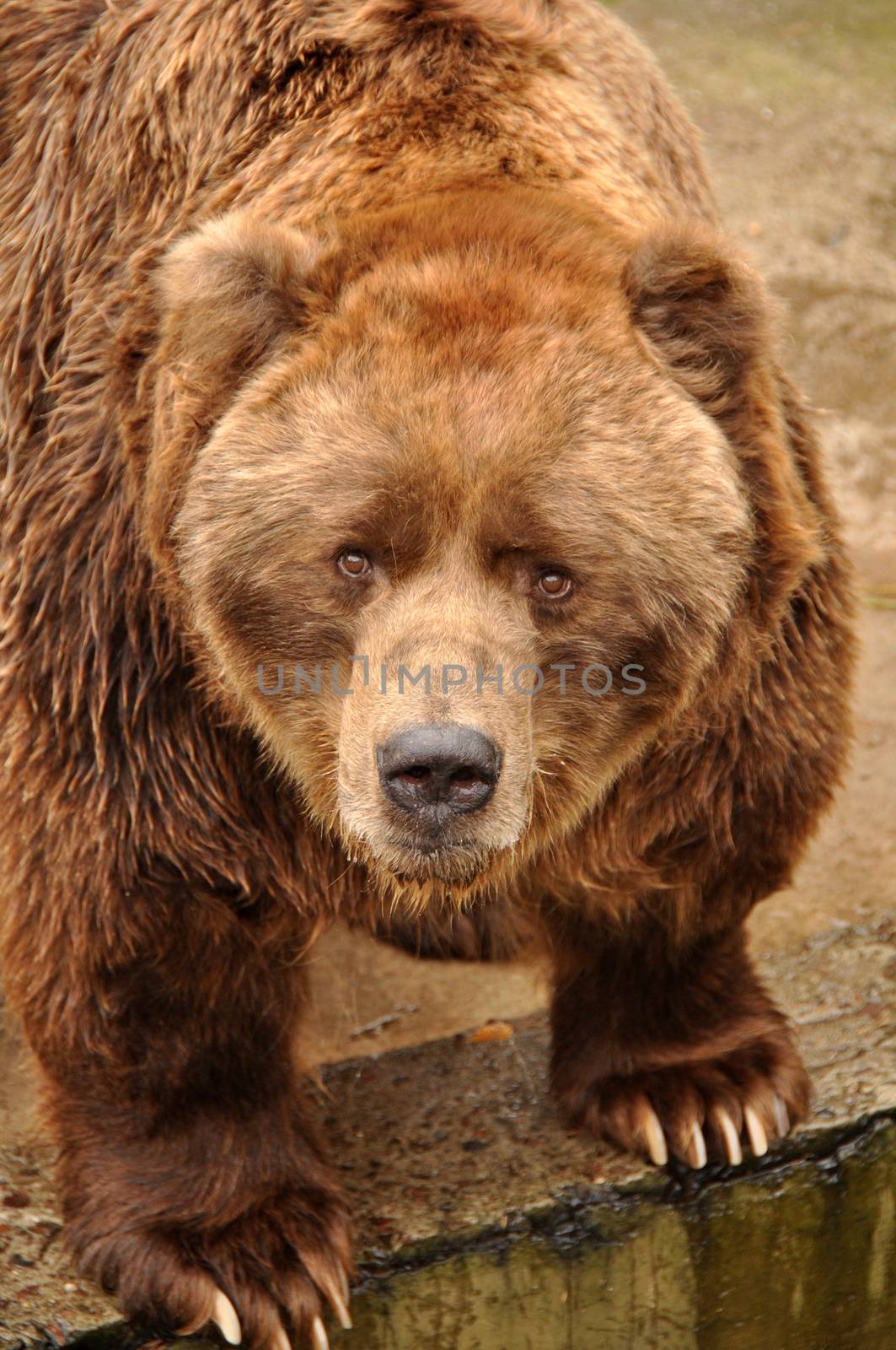 Grizzly brown bear looking at camera in zoo, Latvia