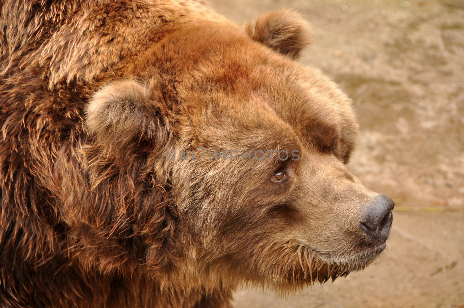 Grizzly brown bear closeup portrait in zoo, Latvia