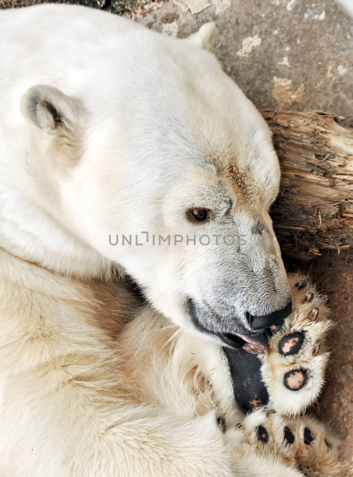 Polar white bear sleeping on a rock outside in zoo Latvia