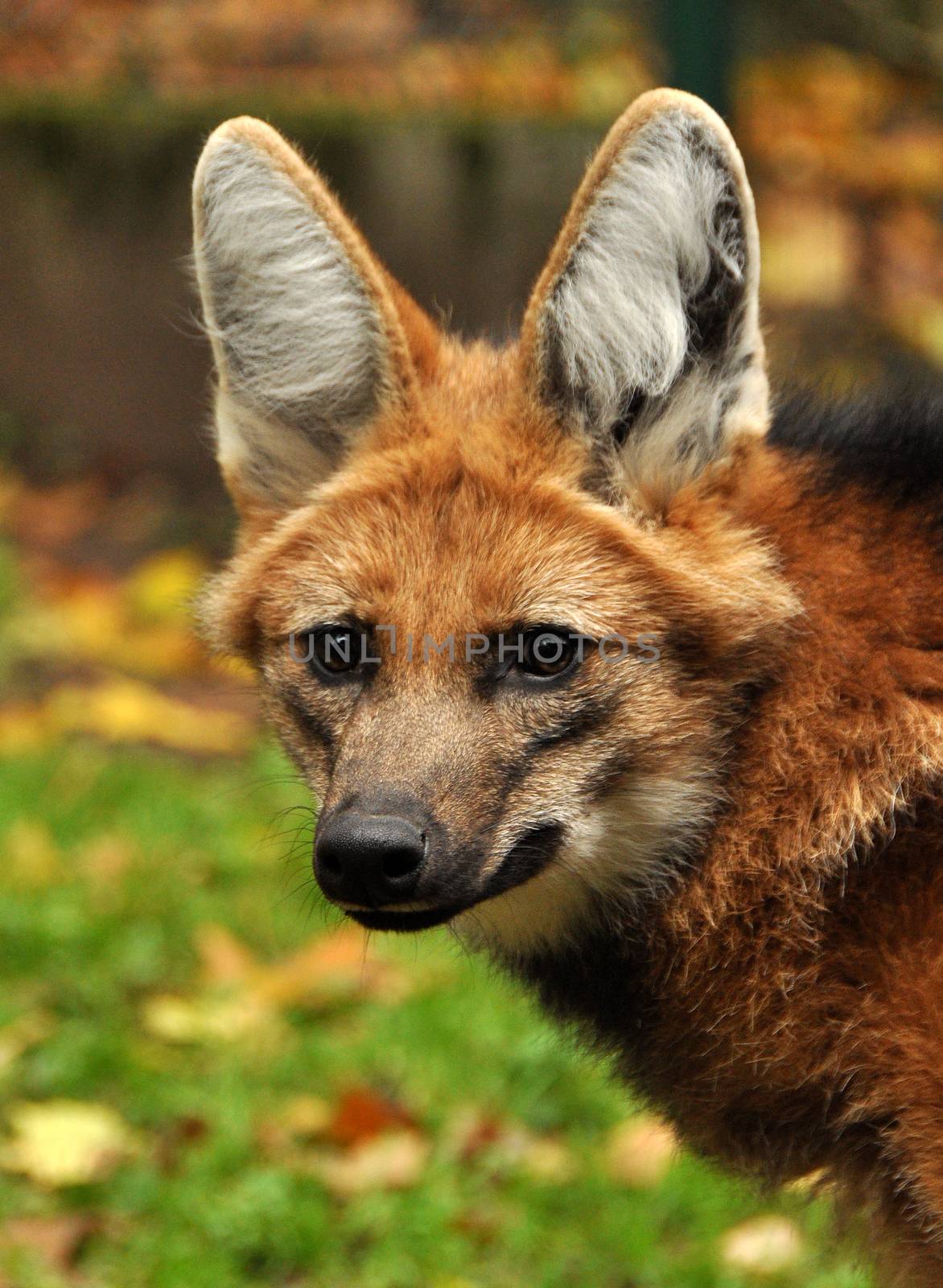 Red maned wolf closeup portrait on nature in zoo, Latvia
