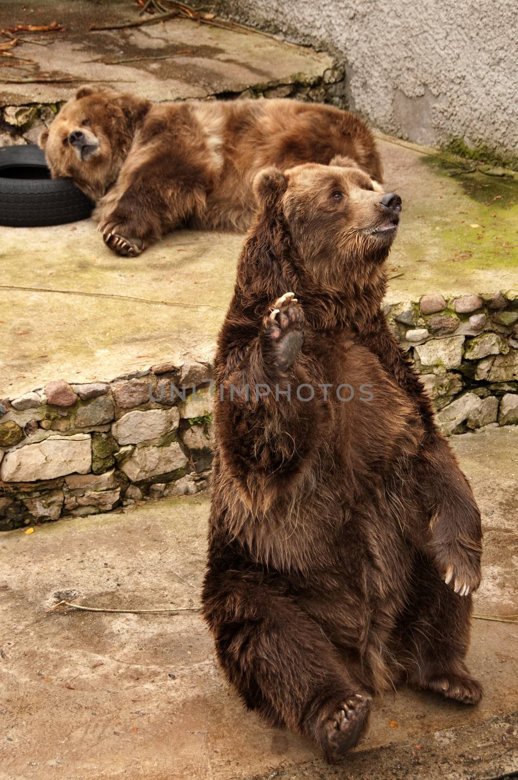 Brown bear waves a paw. He welcomes visitors of a zoo and waits for an entertainment