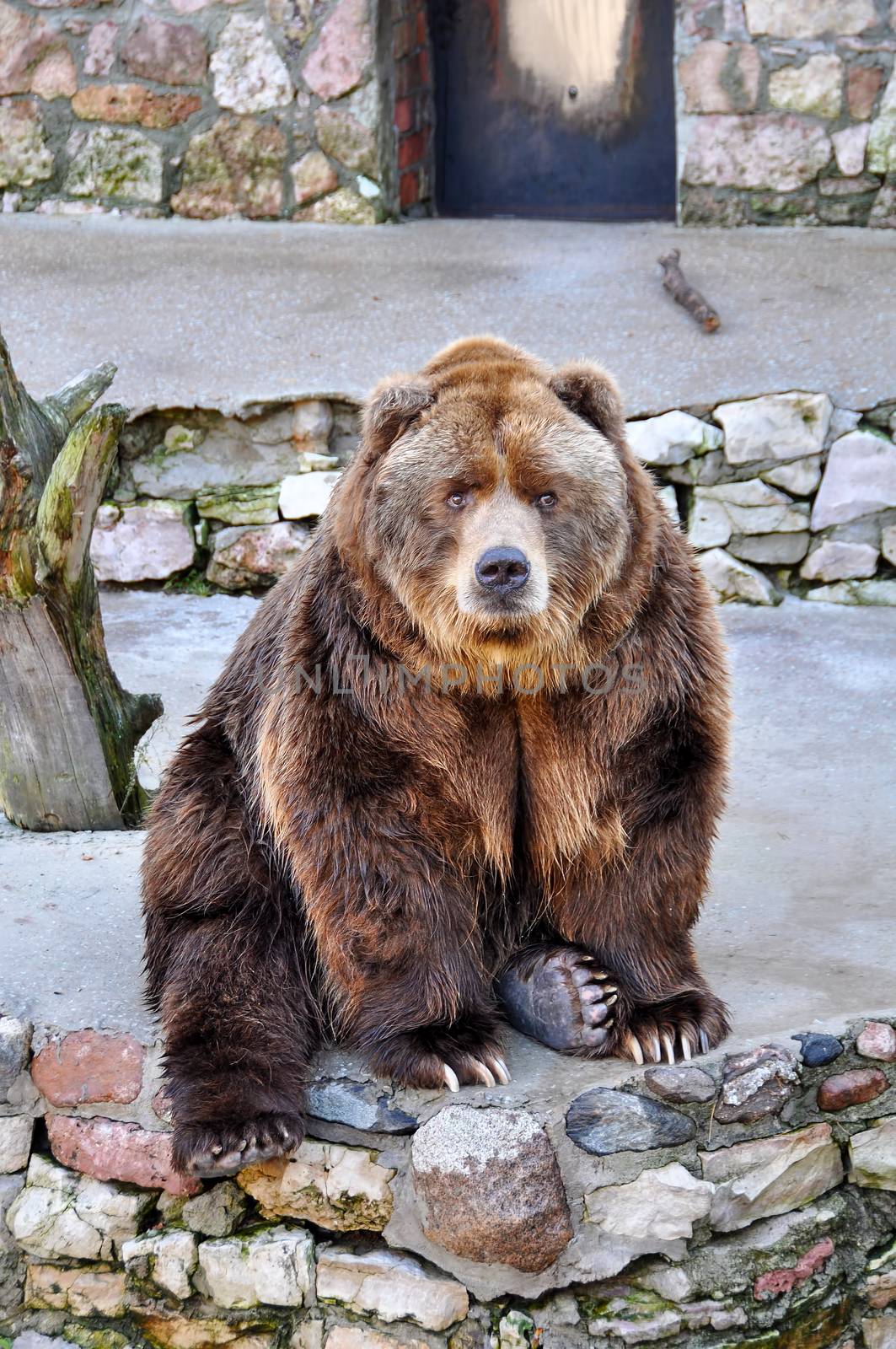 Grizzly brown bear looking at people in zoo, Latvia