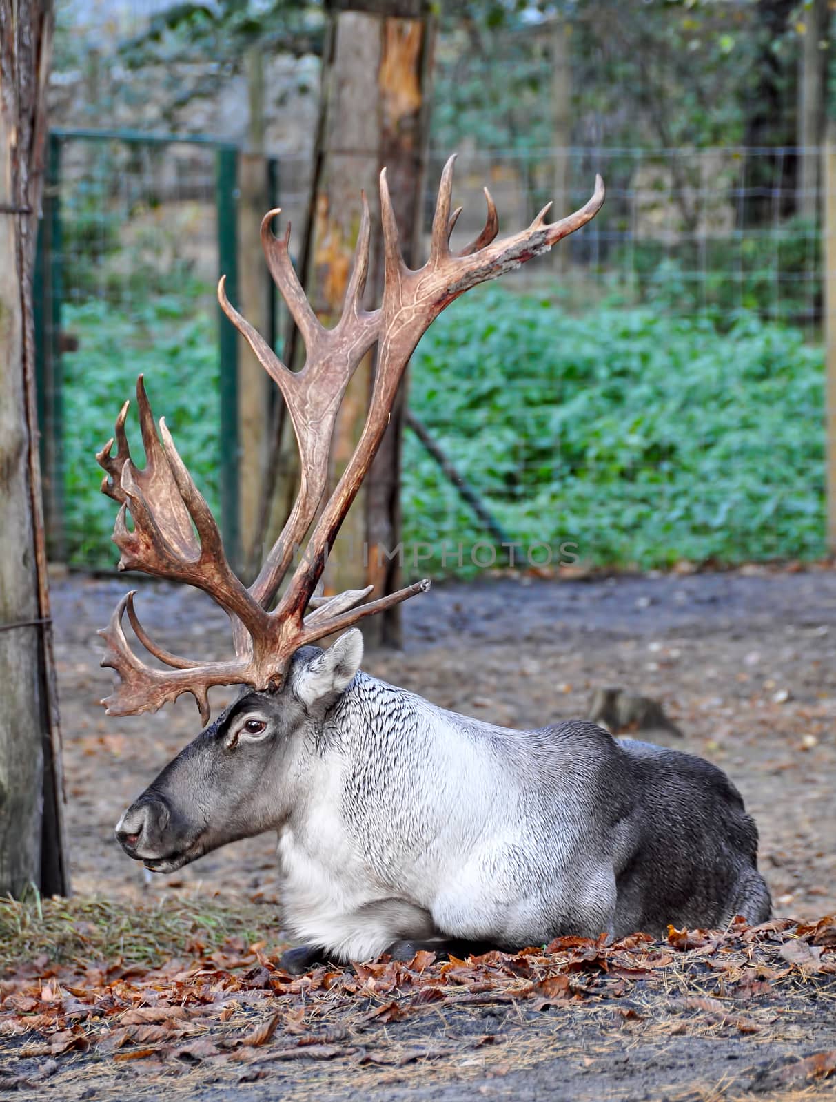 Finnish forest Reindeer with big horns outside on nature in zoo, Latvia