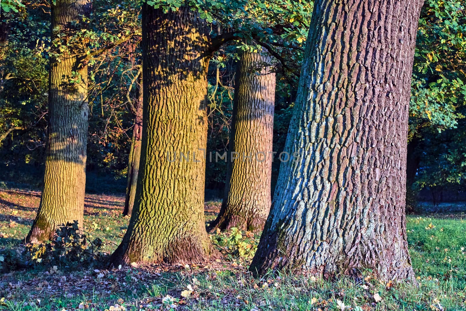 The bark on the trunk of oaks during autumn in Poland