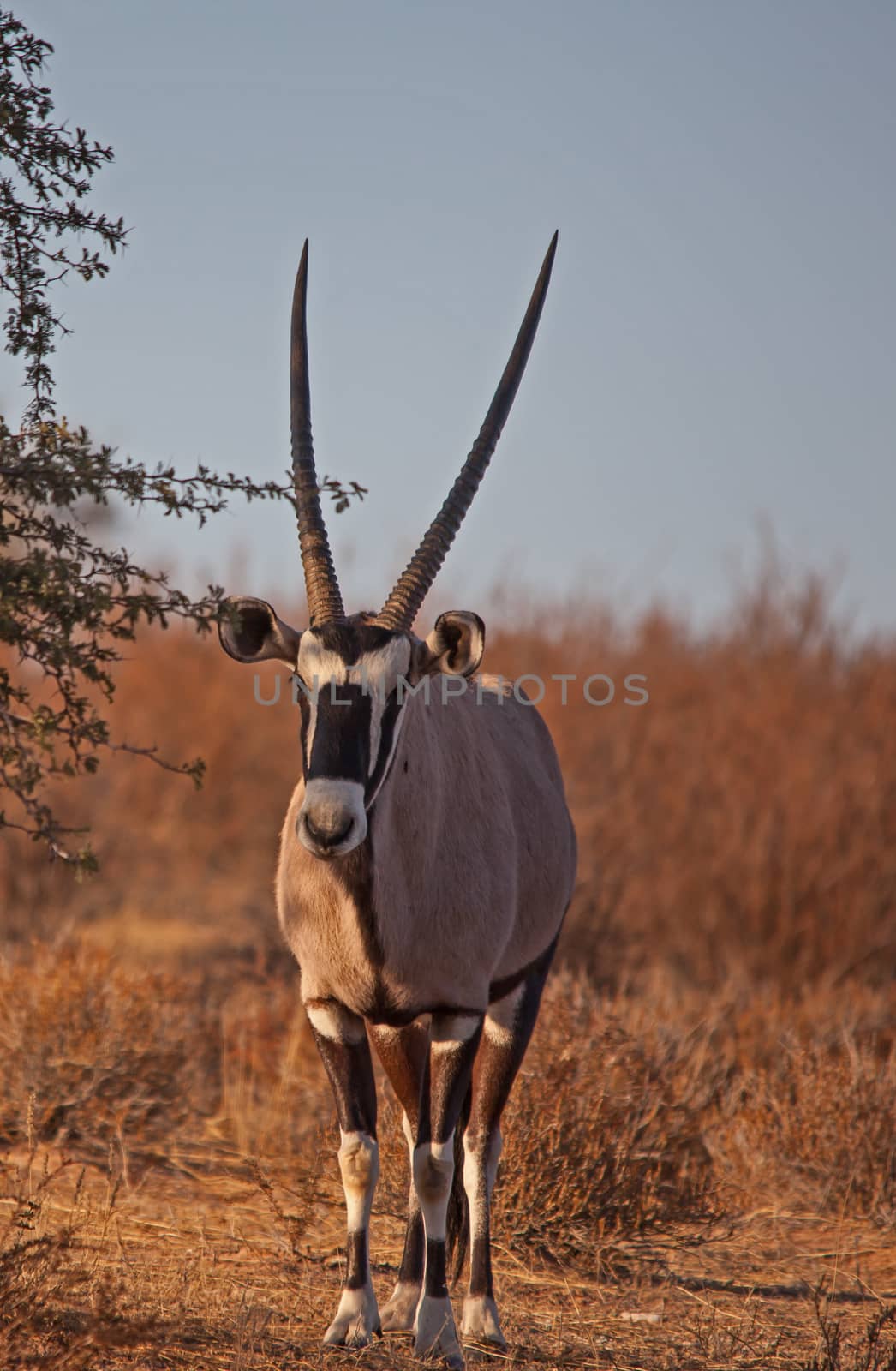 Single Oryx in Kgalagadi Trans Frontier Park 4644 by kobus_peche
