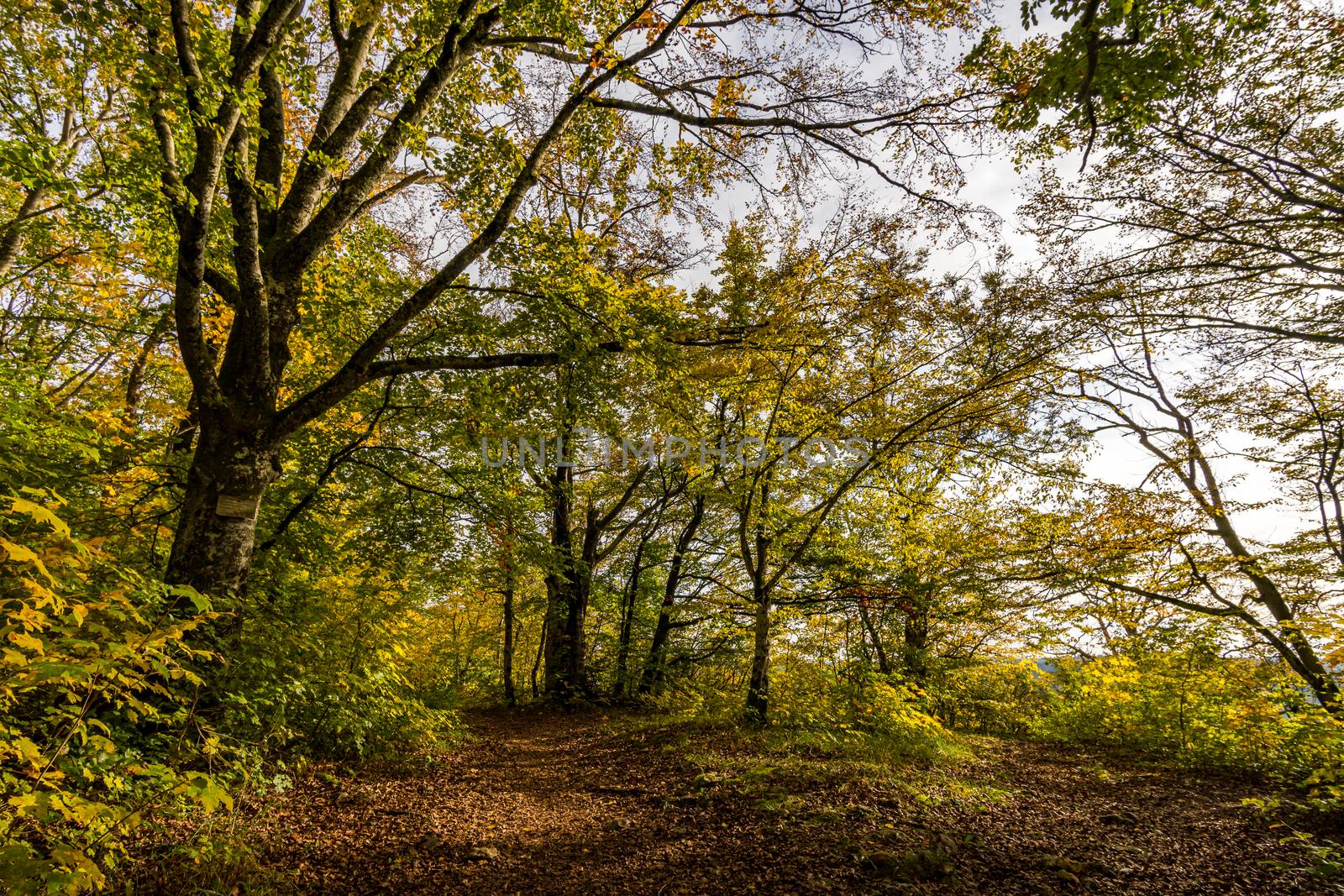 Fantastic autumn hike in the beautiful Danube valley at the Beuron monastery with beautiful views and rocks