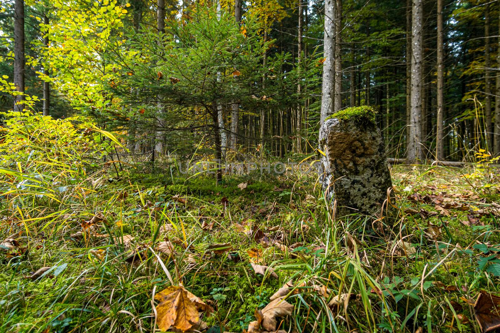 Historic boundary stone between Prussia and Baden Wurttemberg on a hike in the Danube Valley in autumn near Beuron