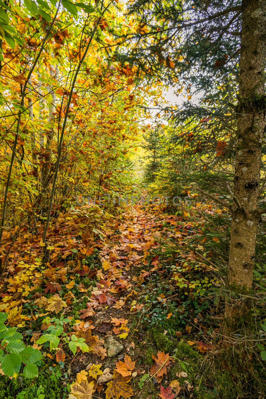 Fantastic autumn hike in the beautiful Danube valley near the Beuron monastery by mindscapephotos