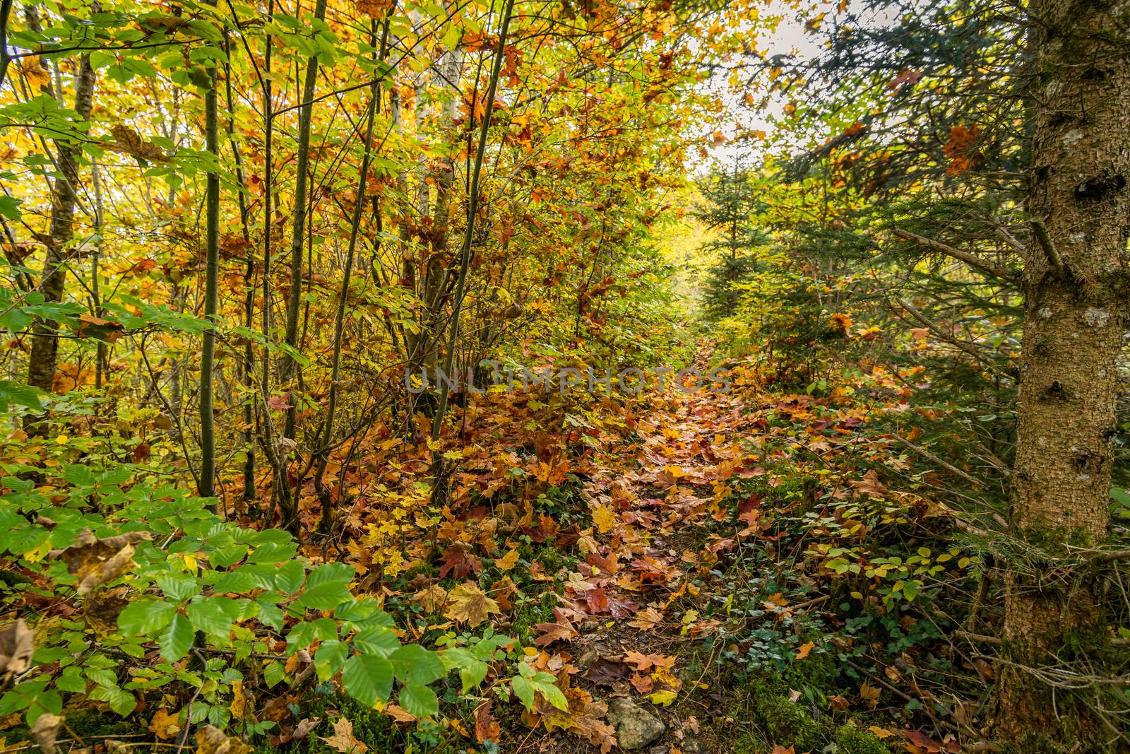 Fantastic autumn hike in the beautiful Danube valley near the Beuron monastery by mindscapephotos