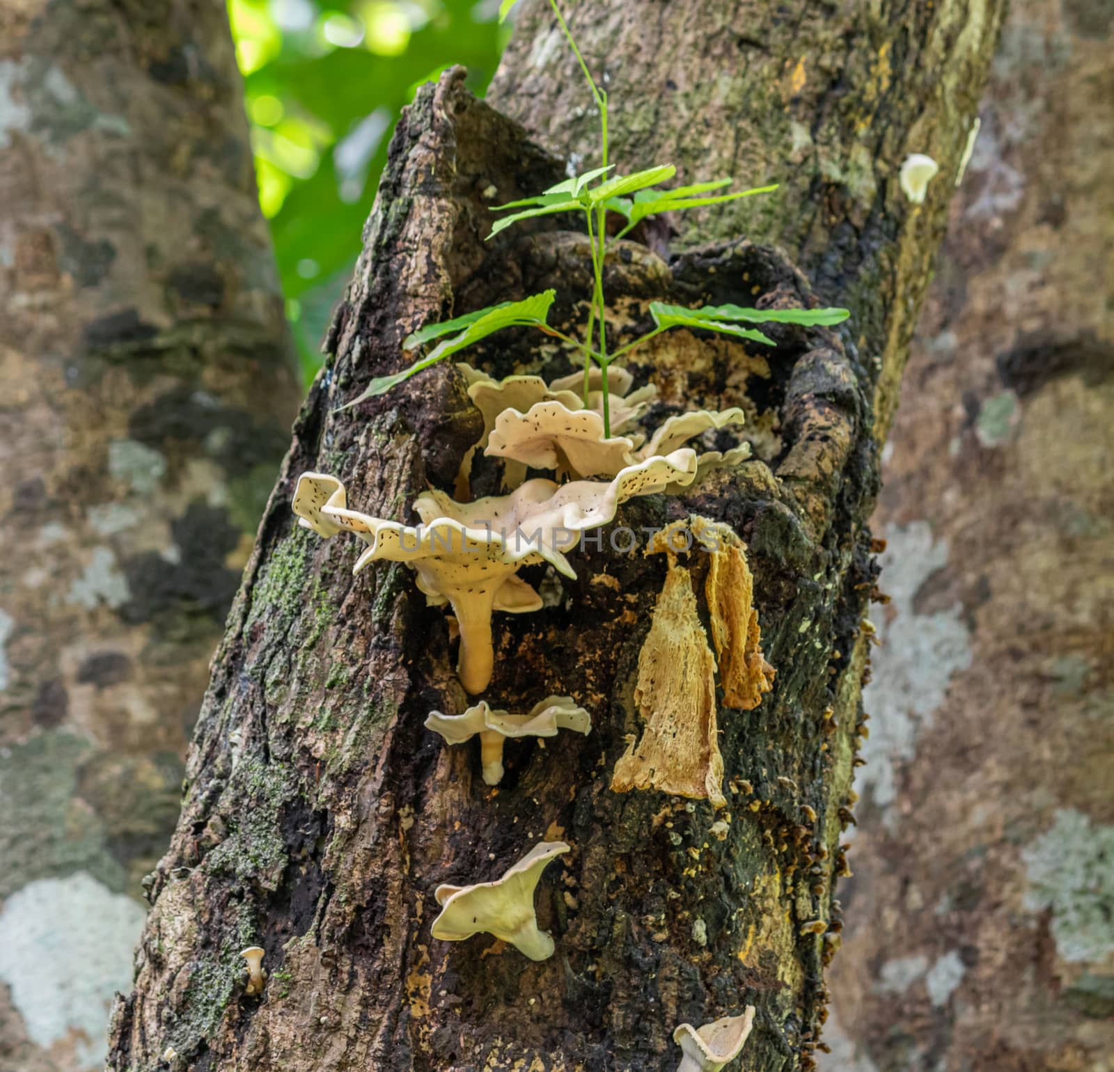 Moss mushrooms on the tree trunk