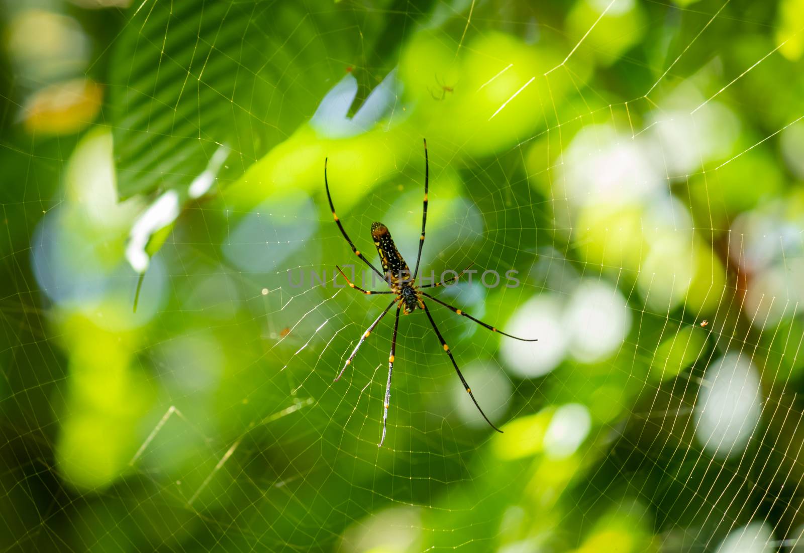 Yellow-Legged Golden Orb Spider Close up against out focused nature. by nilanka