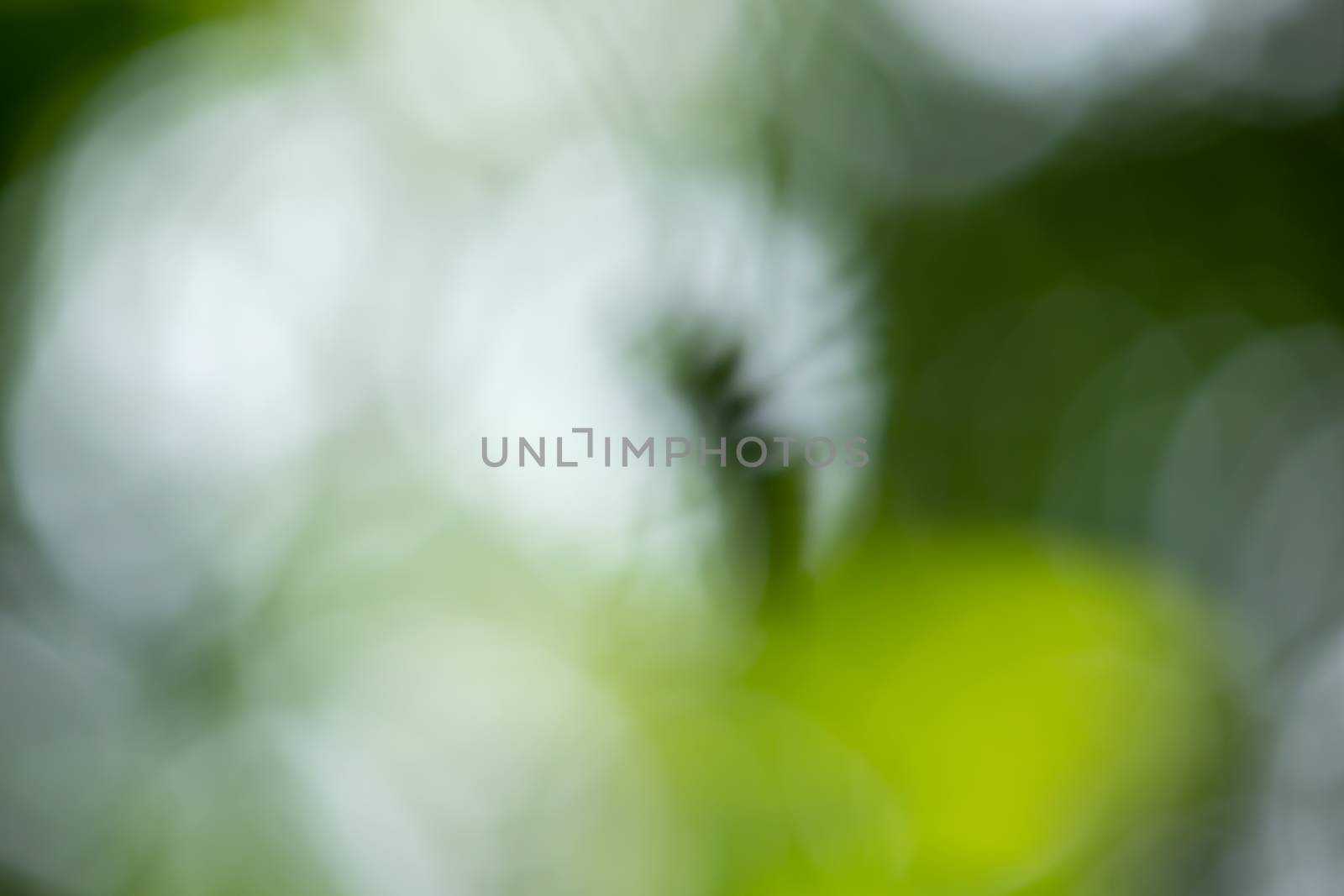 Smooth green nature out of focus blurred background