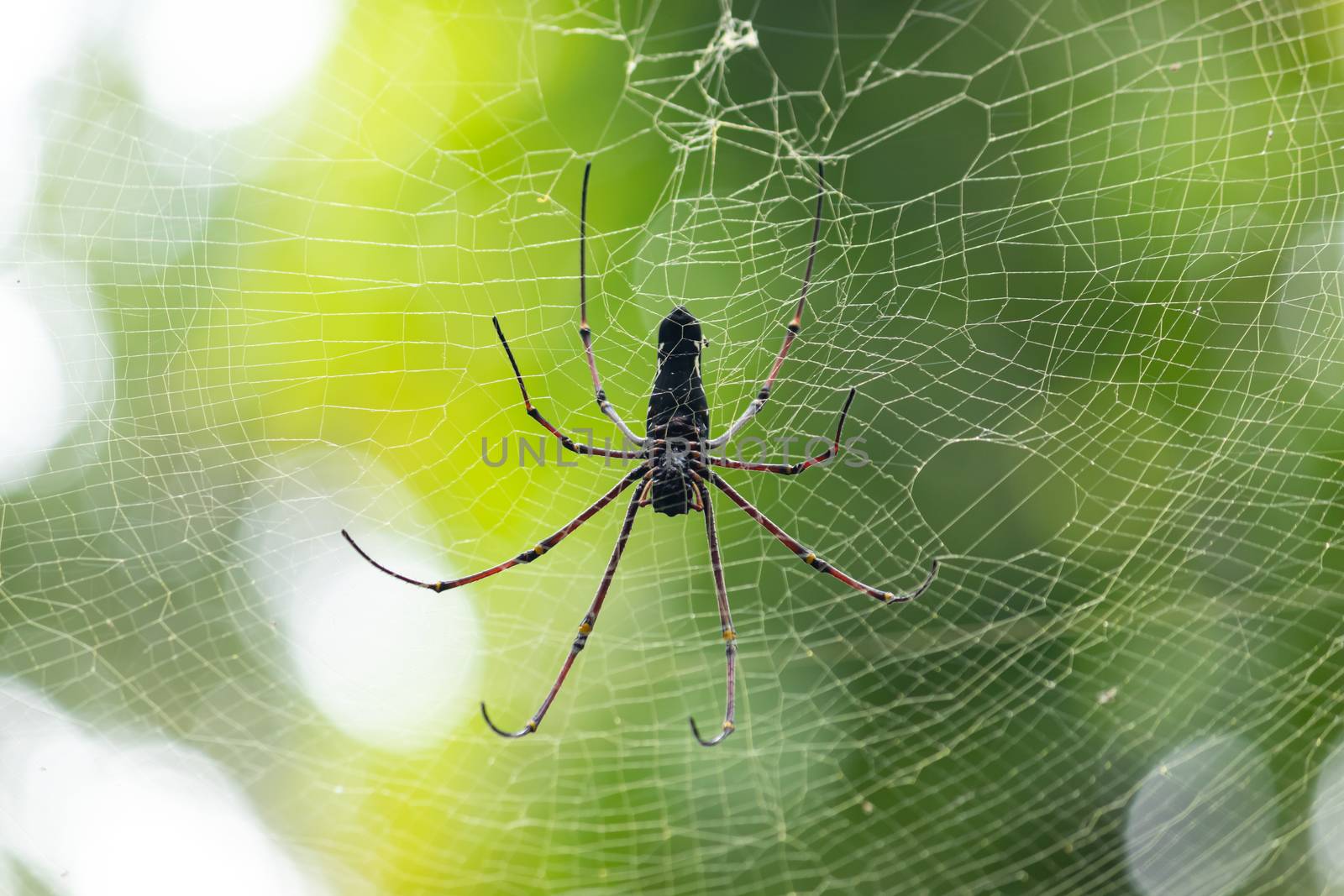 Red-Legged Golden Orb Spider Close up, sunlight hitting on its body, forest background. by nilanka