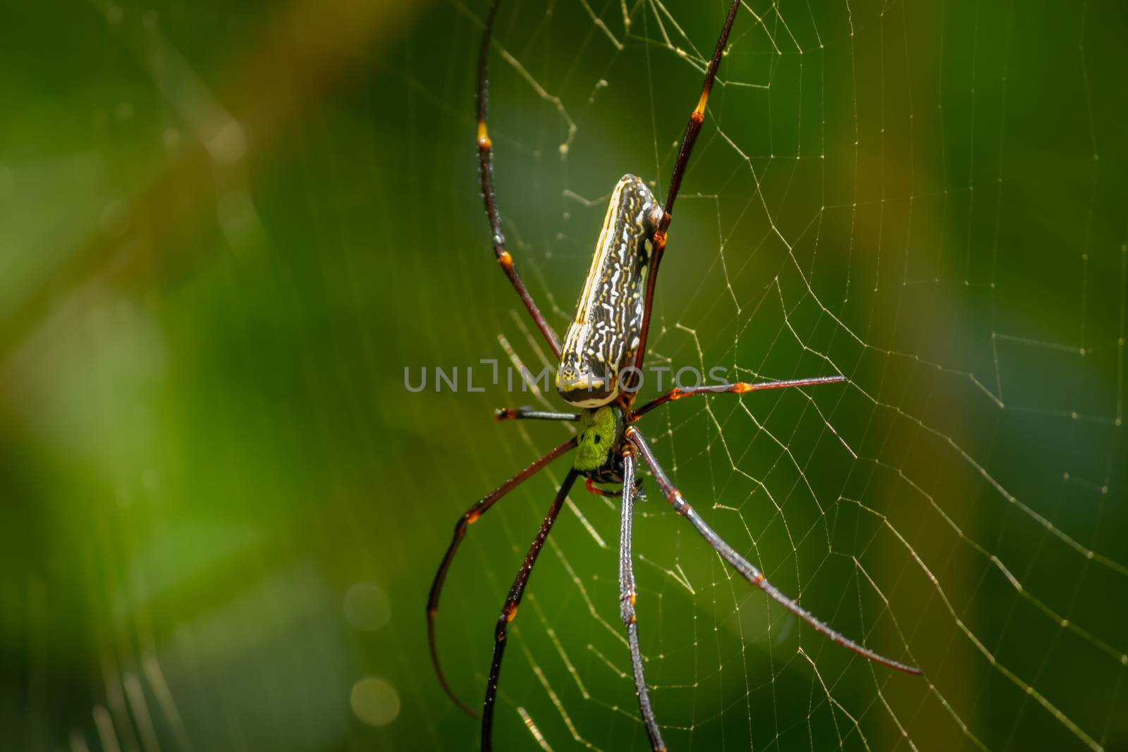 Red-Legged Golden Orb Spider Close up, sunlight hitting on its body, forest background. by nilanka
