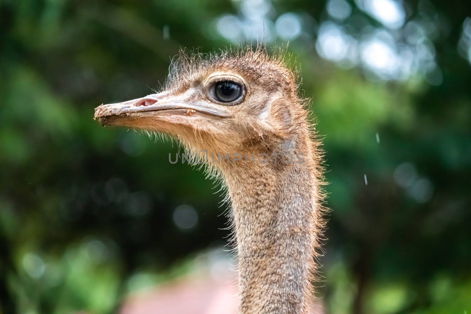 Ostrich Eye Close-up photography against a green soft background by nilanka