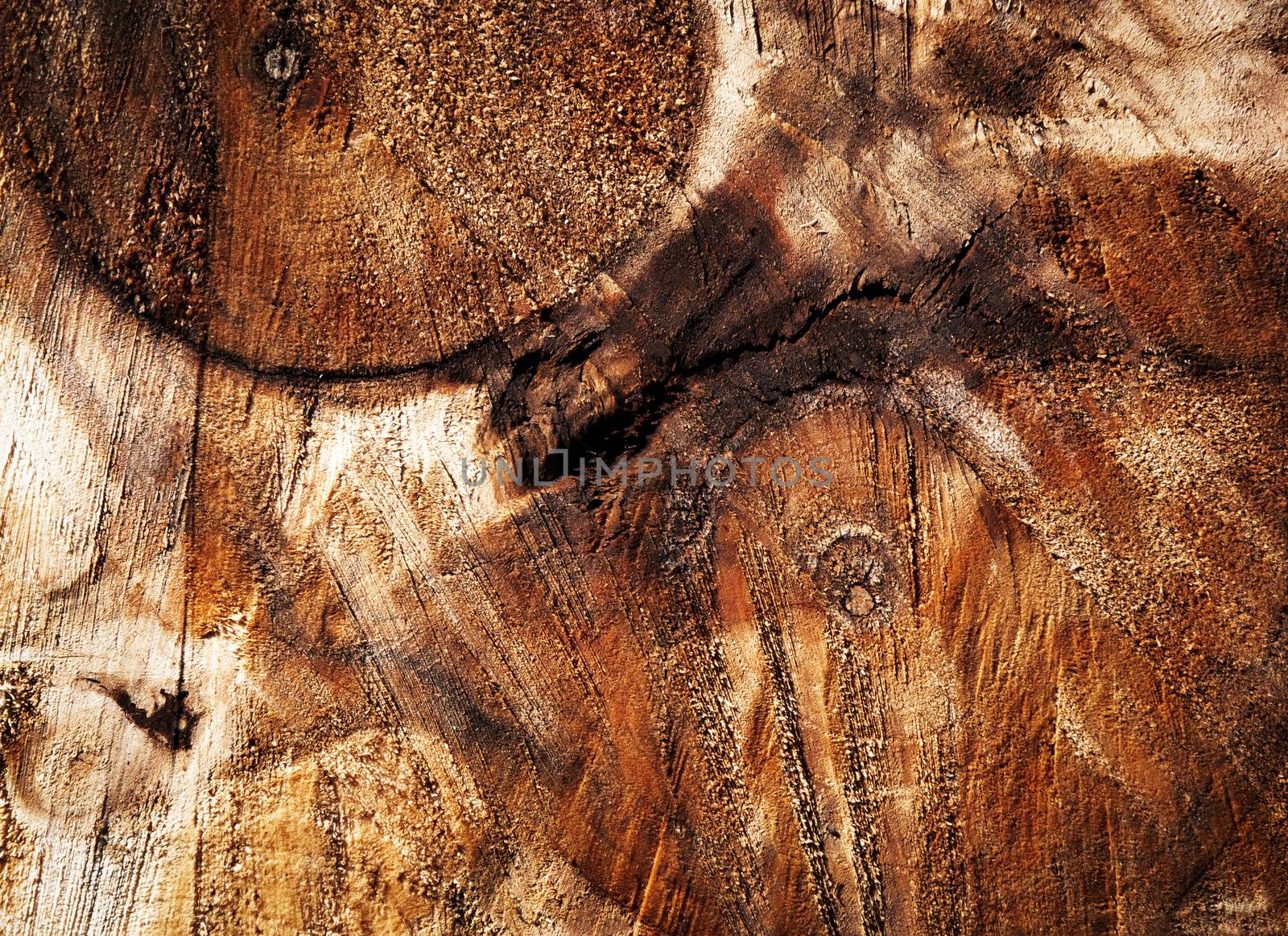 abstract detail on sawn tree trunks by Ahojdoma