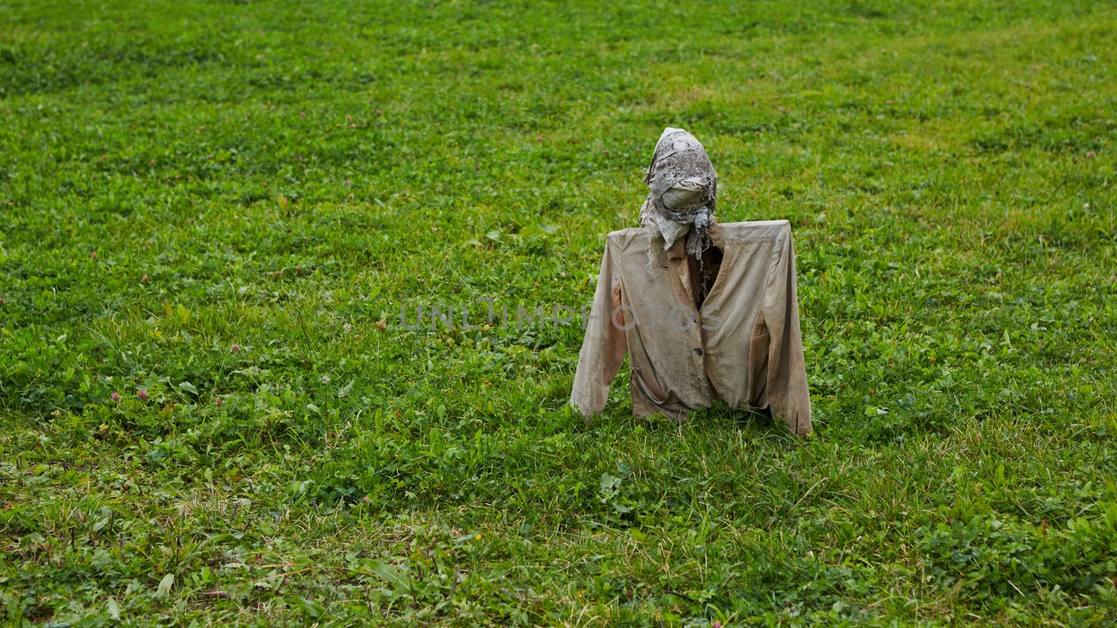 Scarecrow in field. Scarecrow on nature background.