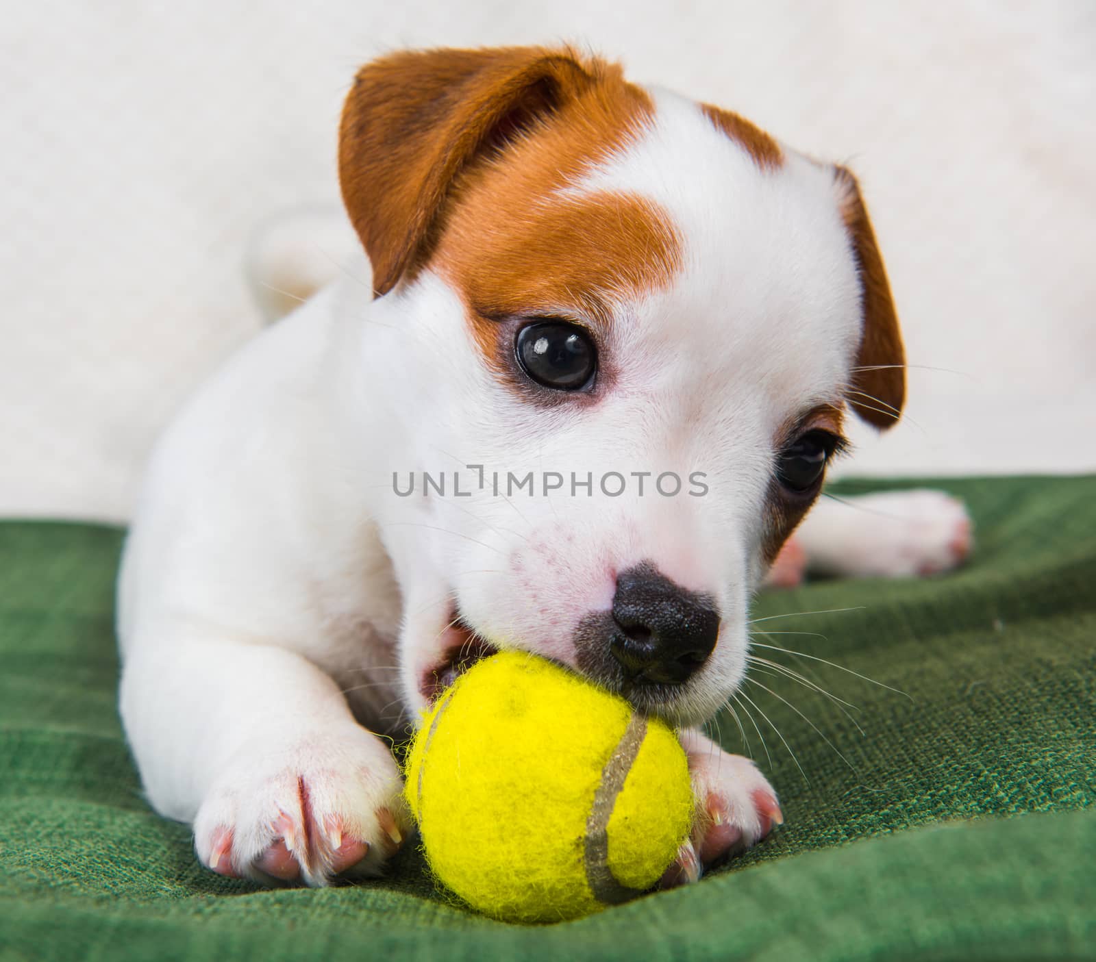 Dog Jack Russel terrier playing with tennis ball. by infinityyy