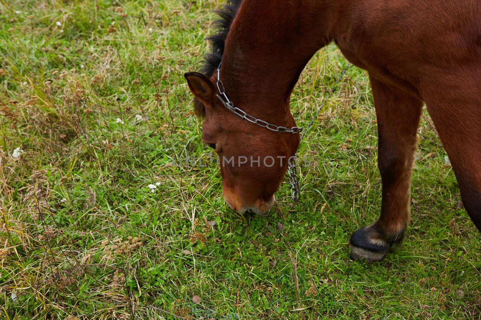 Beautiful horse on the green grass pasture.