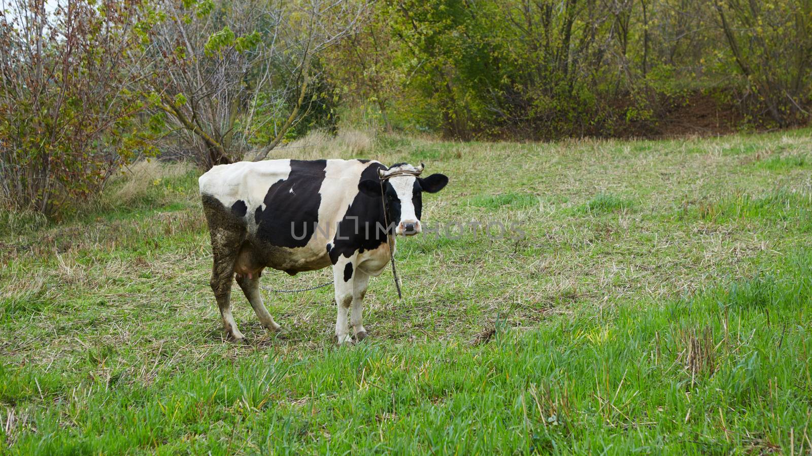 A curious dairy cow stands in her pasture. Dairy Cow. A curious dairy cow