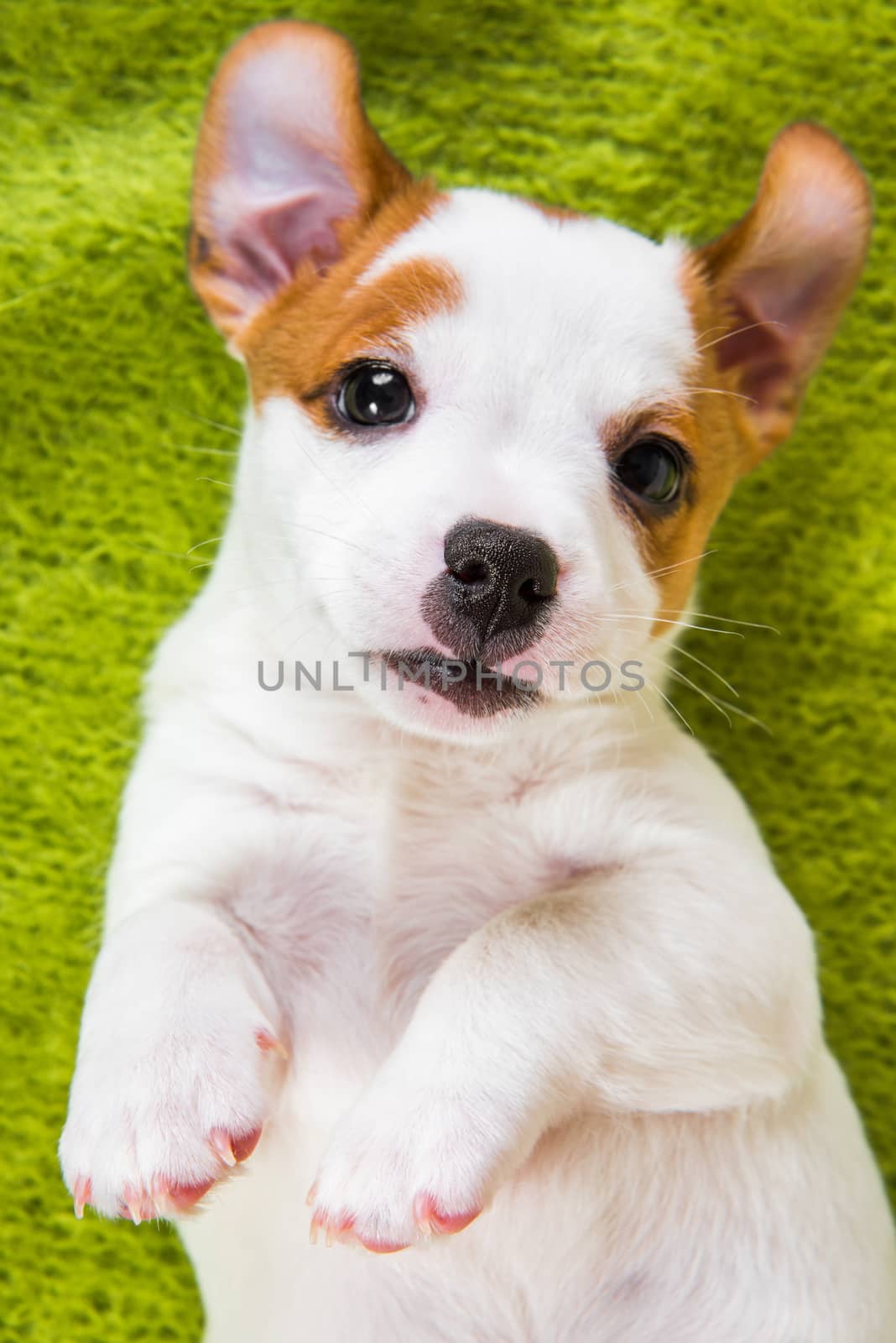 Playful Jack russell terrier puppy dog lying on its back on summer green background. Top down view.