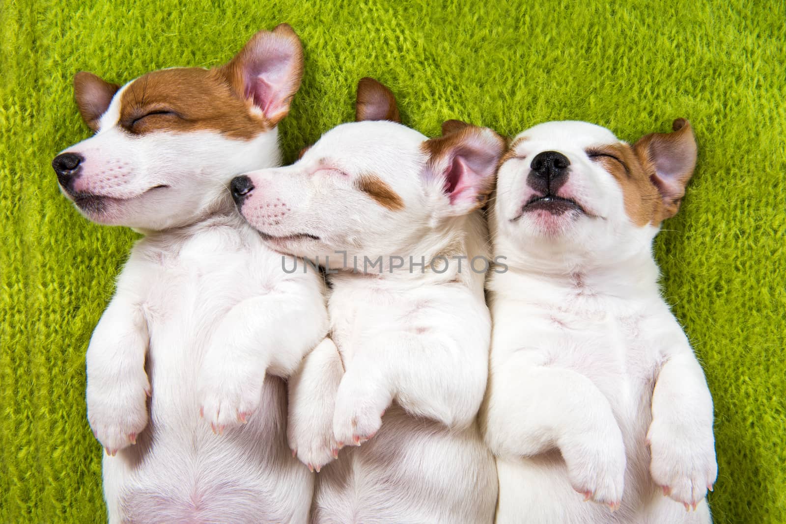 Three funny Jack Russell Terrier puppies dogs are lying on green background. Card on Valentine's Day.