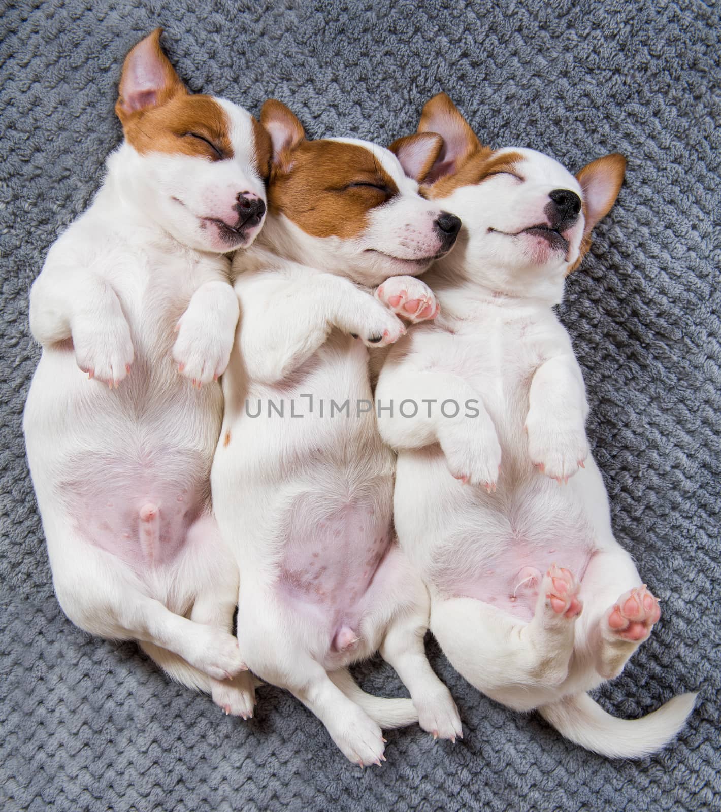 Three funny Jack Russell Terrier puppies dogs are lying on gray background. Card on Valentine's Day.