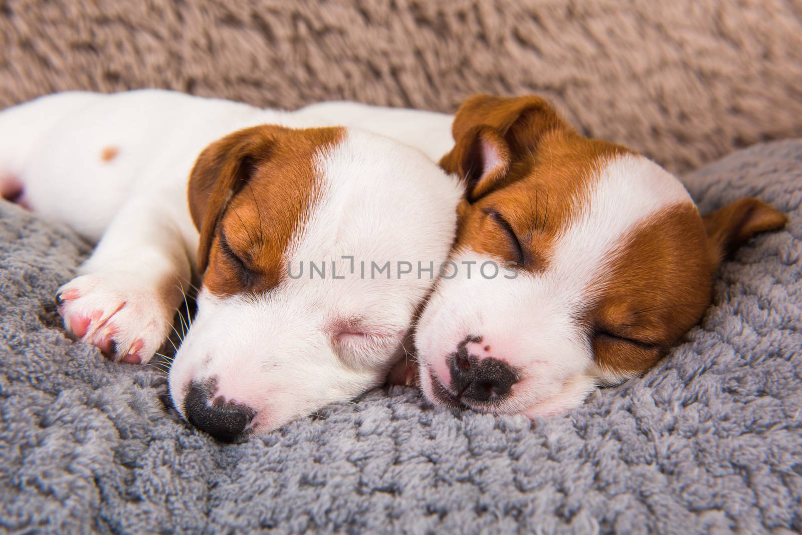 Couple of two funny in love Jack Russell Terrier puppies dogs are lying close together. Card on Valentine's Day.
