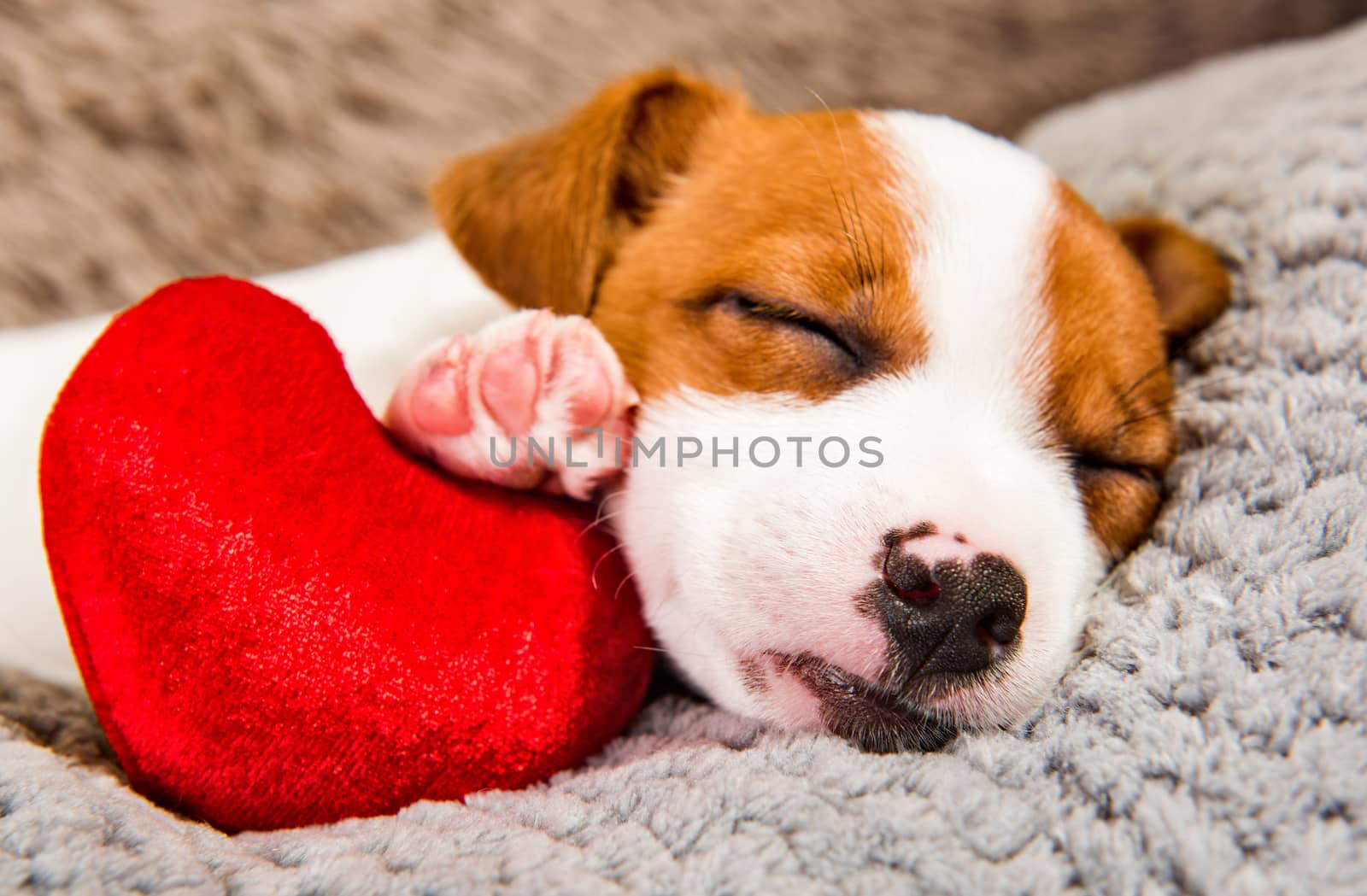 Jack Russell Terrier dog puppy are lying with red heart. Card on Valentine Day.