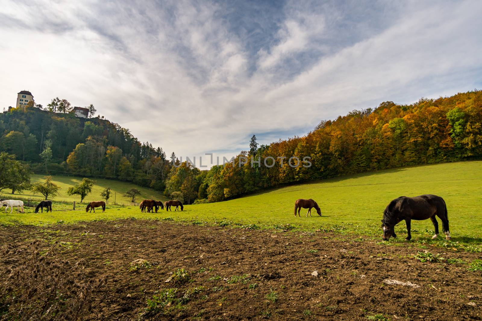 Horses on the hiking trail in the Danube Valley at Bronnen Castle near Beuron in autumn by mindscapephotos