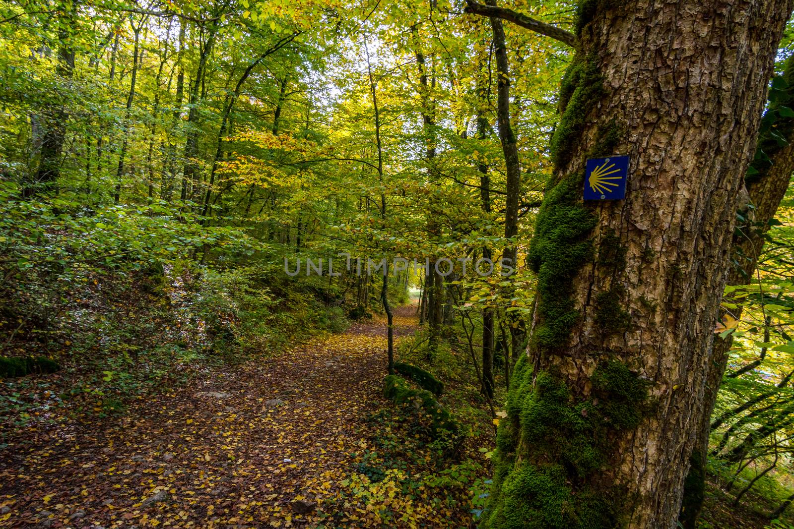 Fantastic autumn hike in the beautiful Danube valley near the Beuron monastery by mindscapephotos