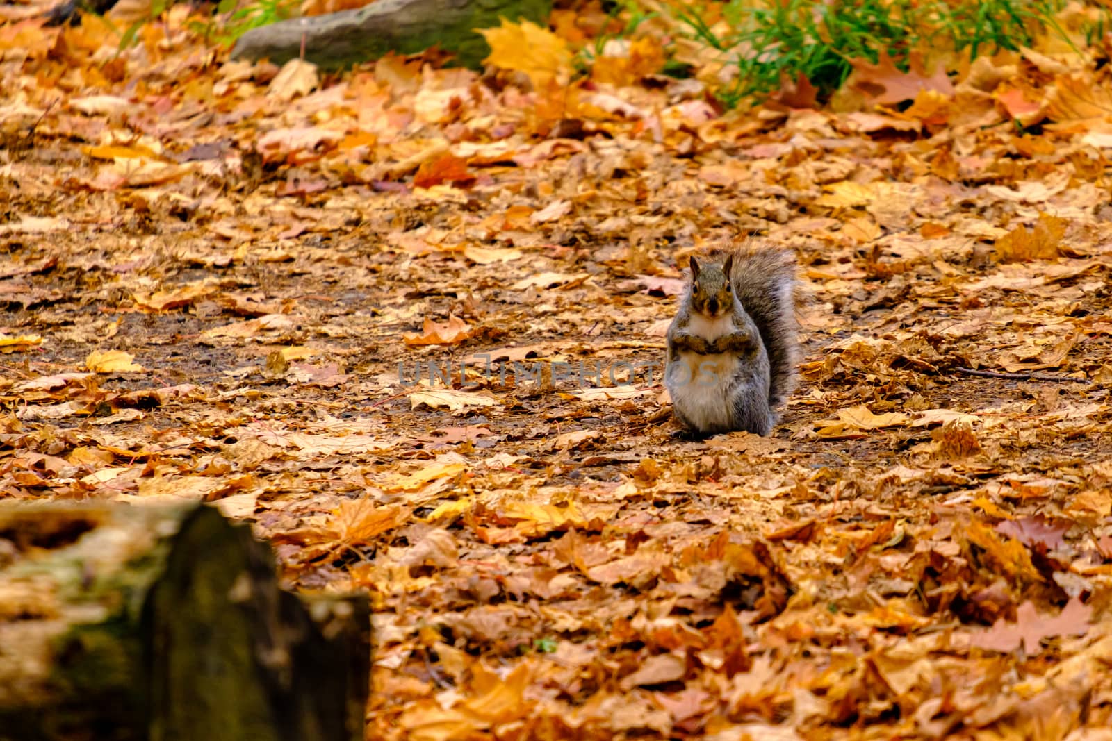 An eastern grey squirrel (Sciurus carolinensis) sits upright in the woods among fallen autumn leaves in the fall season.