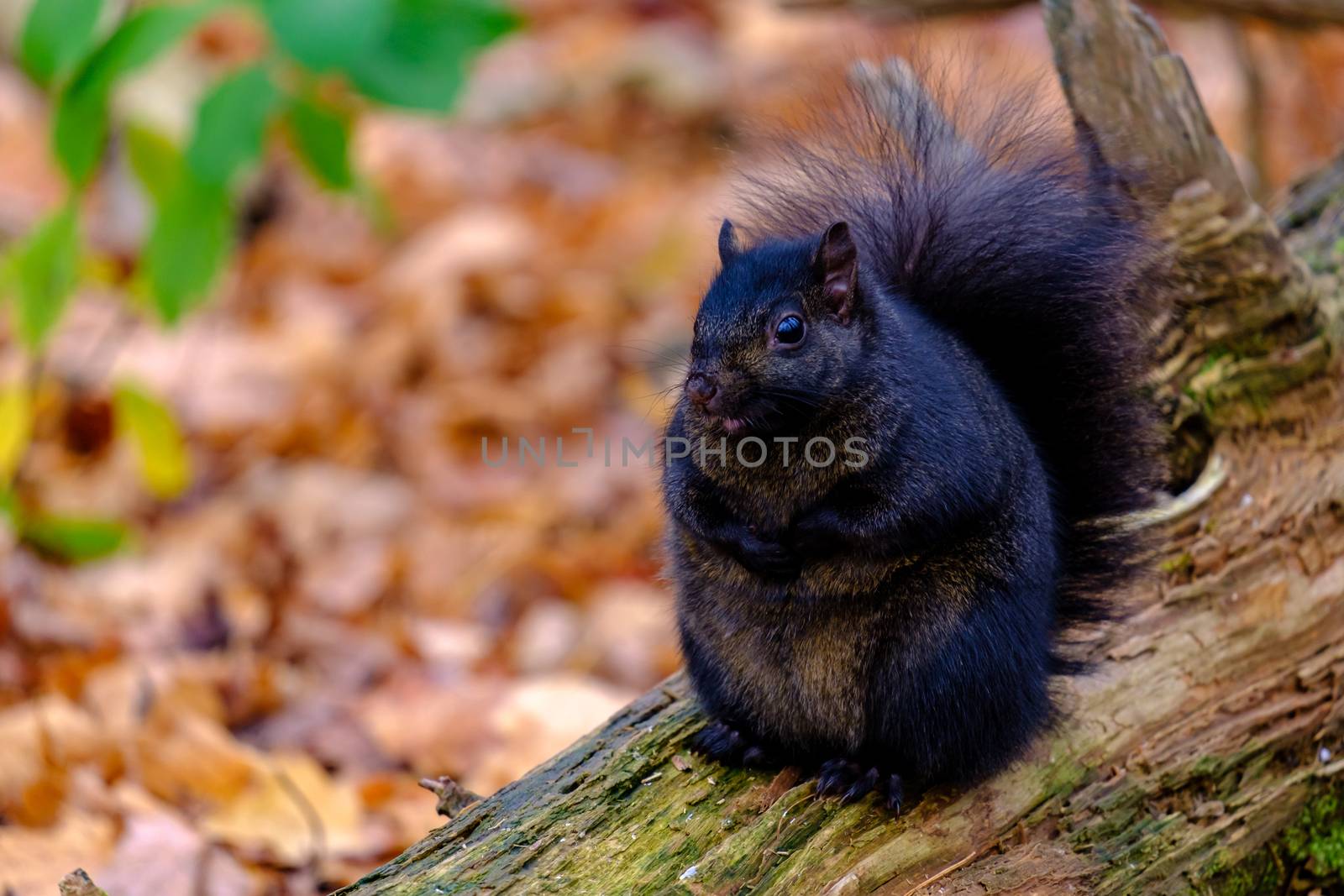 Chubby black squirrel sits on a log by colintemple