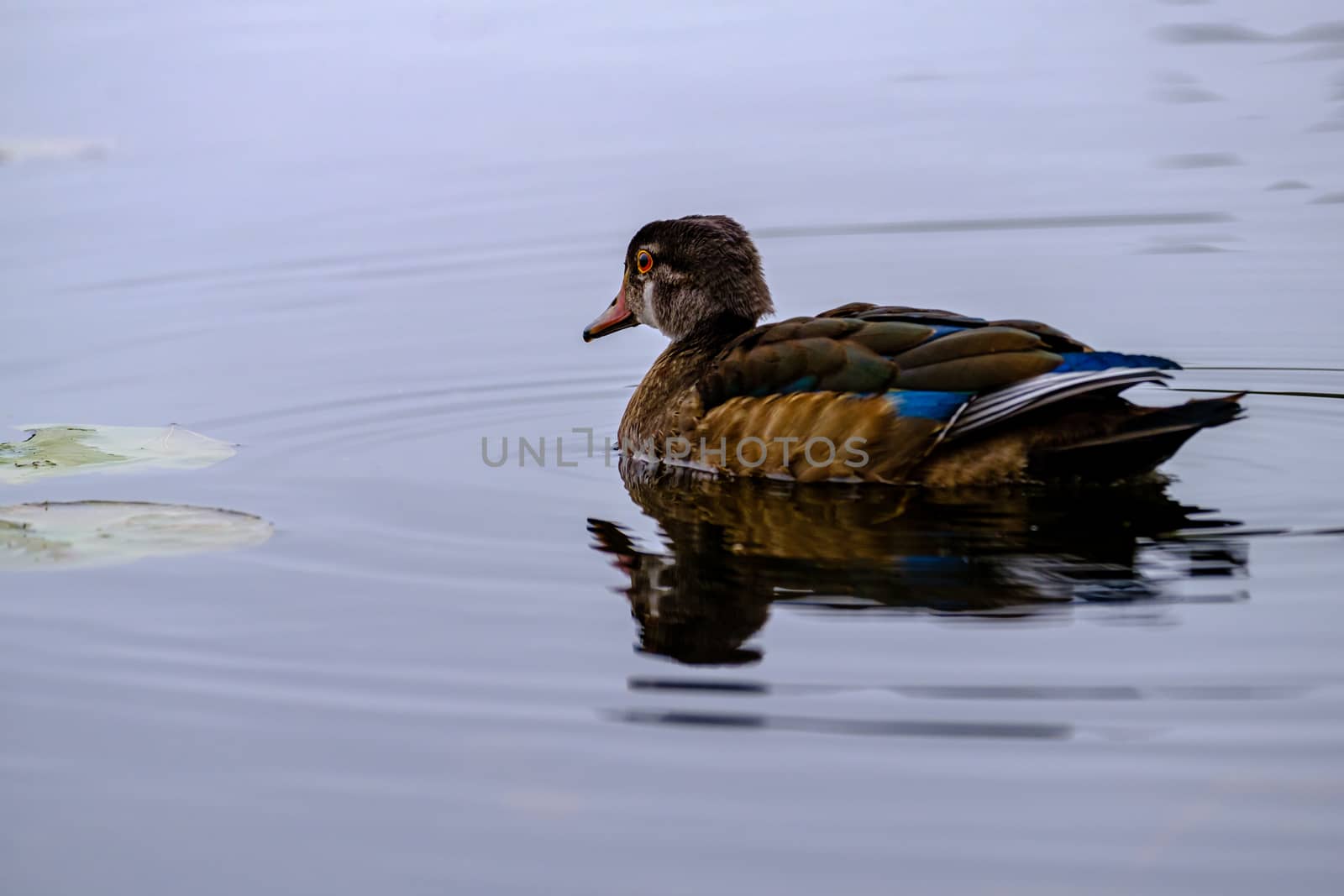 A female wood duck looks to the side as she gracefully glides away on the surface of a pond.