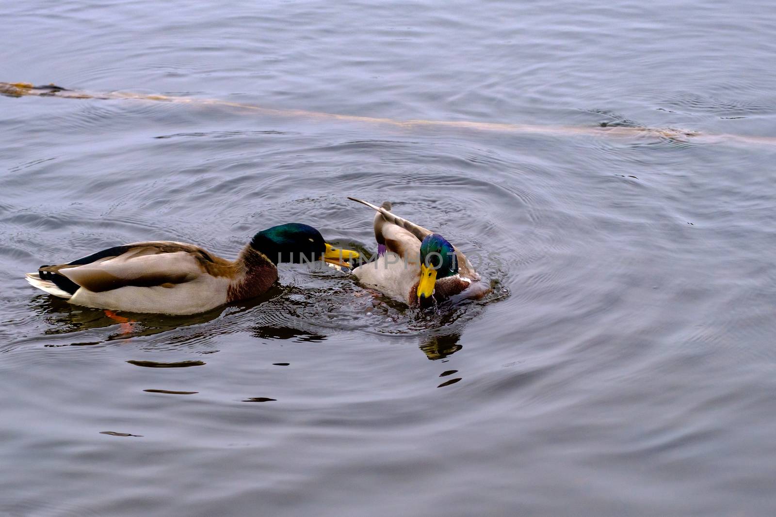 A male mallard duck (Anas platyrhynchos) lunges and snaps its bill at a competing male in a pond.