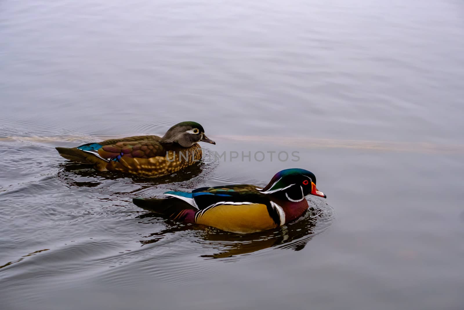 Pair of wood ducks swim together by colintemple