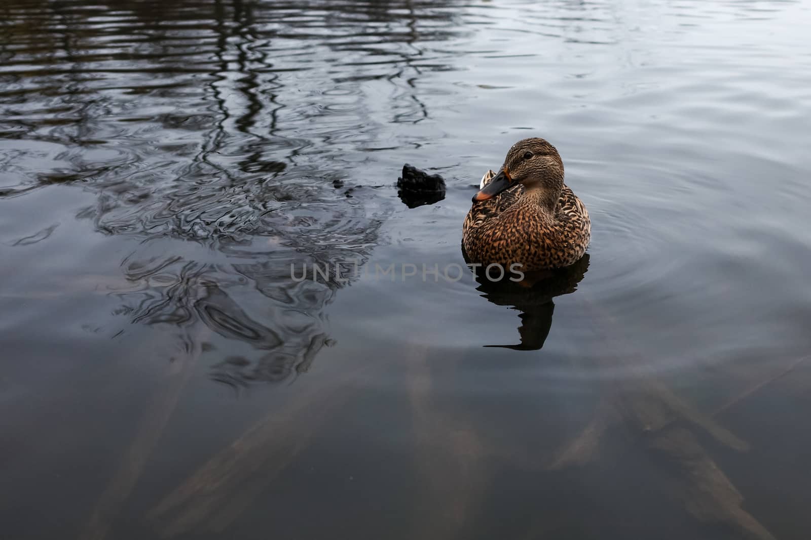 A female mallard duck sits floating calmly on the surface of a pond in a wide angle image showing a dark, but reflective, water surface.