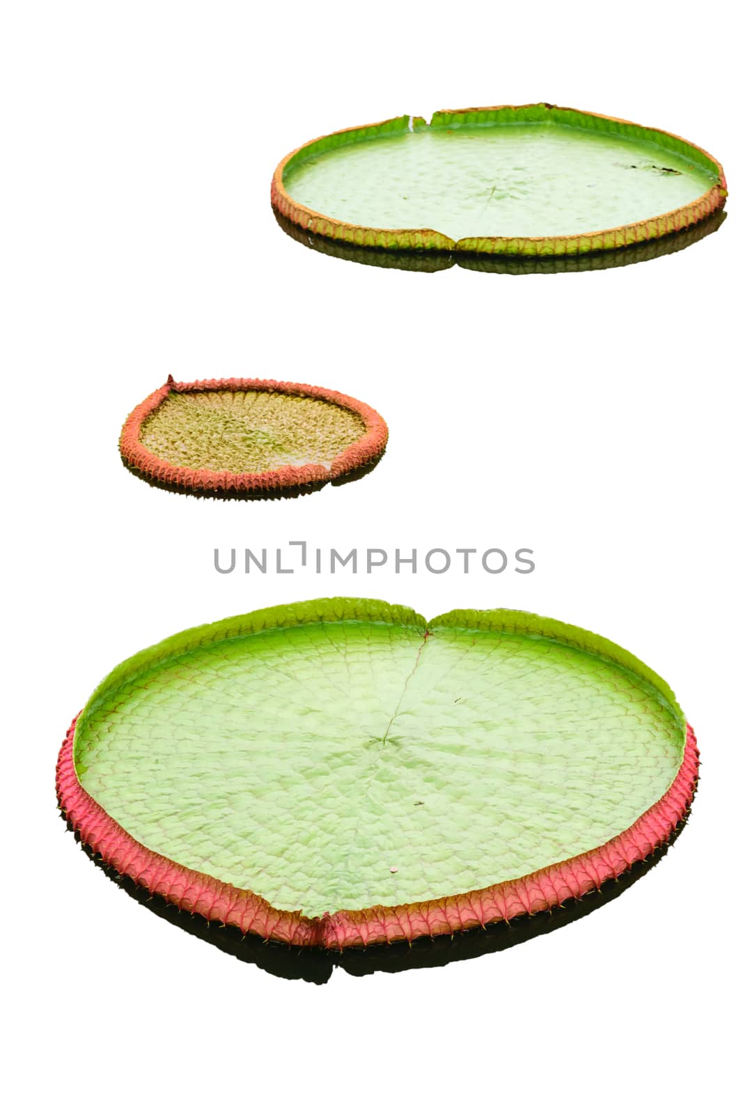 The big lotus leafs isolated on white background.