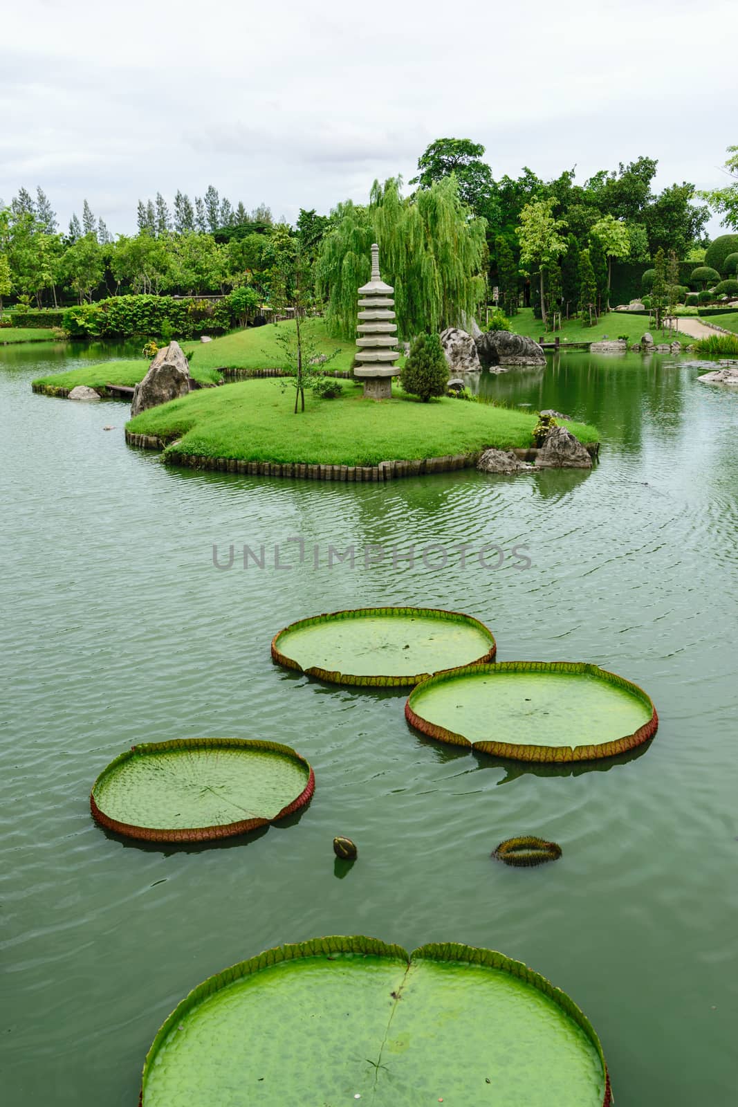 The big lotus leafs isolated on white background.