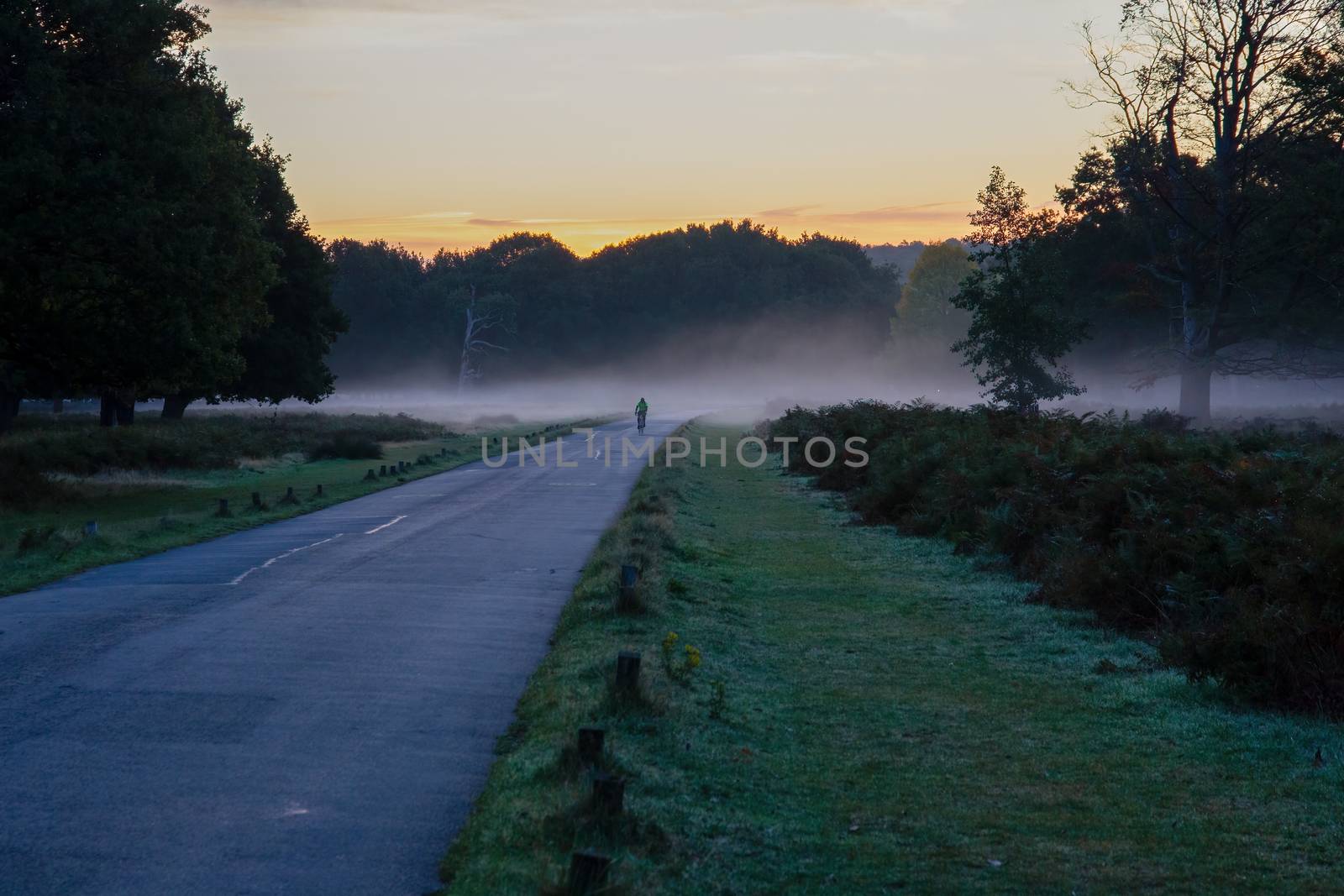 Cyclists riding through fog at sunrise , in Richmond Park, Surrey, England